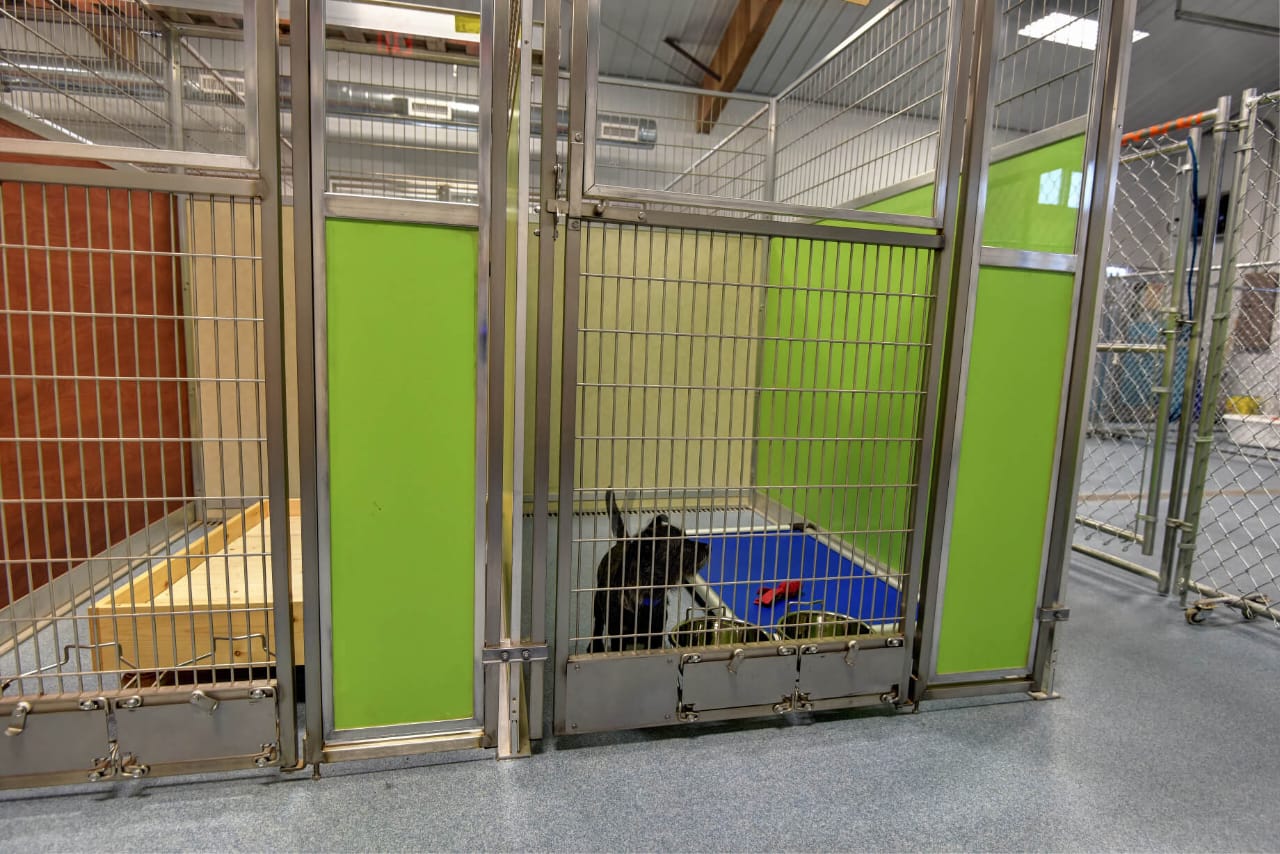 Stay and Play Pet Resort